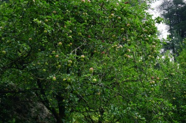 Apple trees on the way